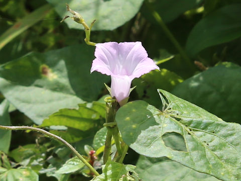 Ipomoea lacunosa