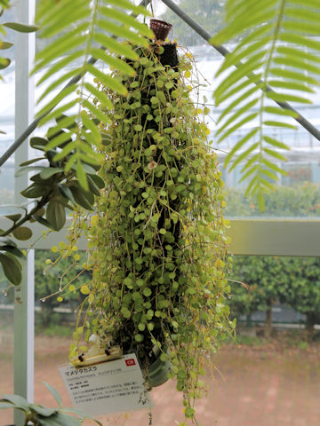 Dischidia formosana