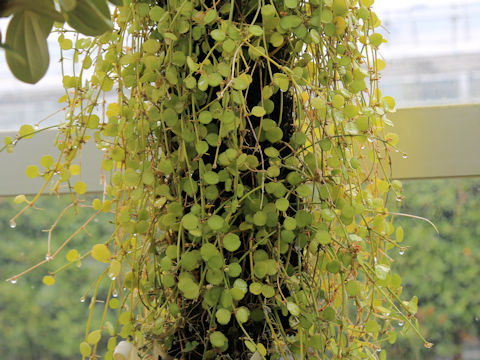 Dischidia formosana