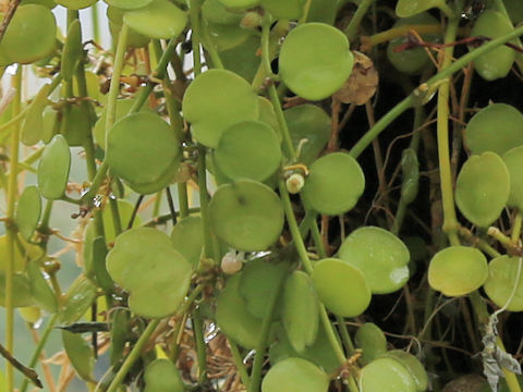 Dischidia formosana