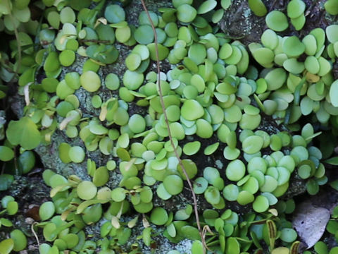 Lemmaphyllum microphyllum