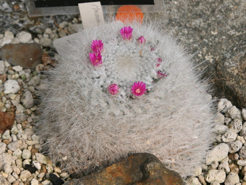 Mammillaria hahniana