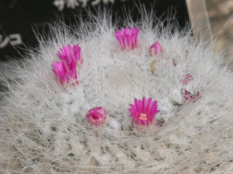 Mammillaria hahniana