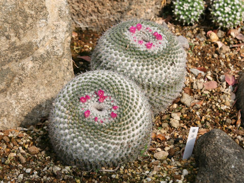 Mammillaria saetigera