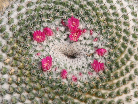 Mammillaria saetigera