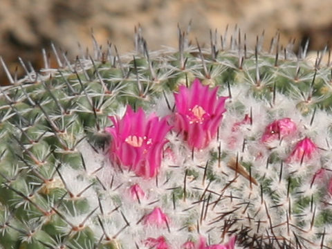 Mammillaria saetigera