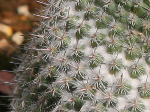 Mammillaria saetigera