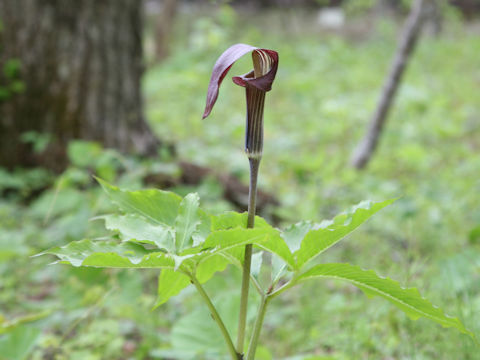 Arisaema serratu