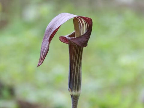 Arisaema serratu