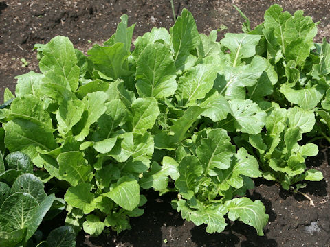 Brassica rapa var. oleifera