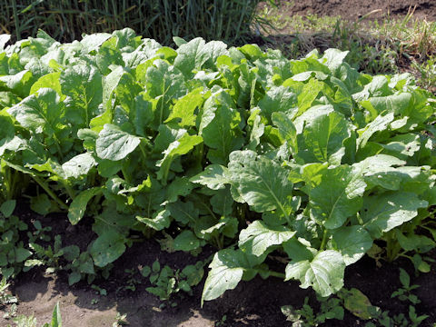 Brassica rapa var. oleifera