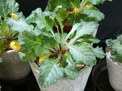 Mandragora officinarum