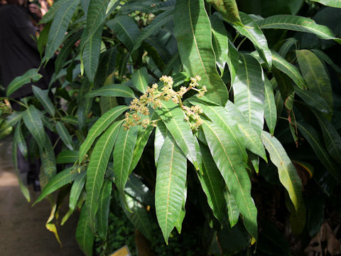 Mangifera indica