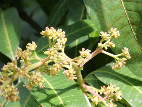 Mangifera indica