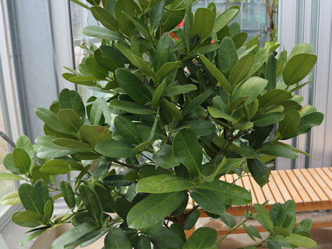 Garcinia mangostana