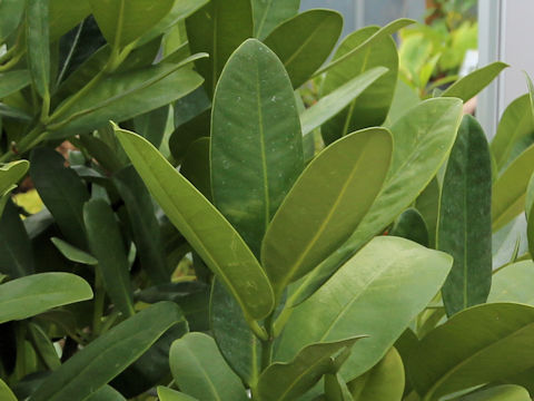 Garcinia mangostana