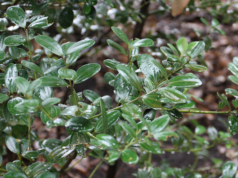 Cinnamomum daphnoides