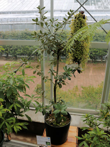 Cinnamomum daphnoides