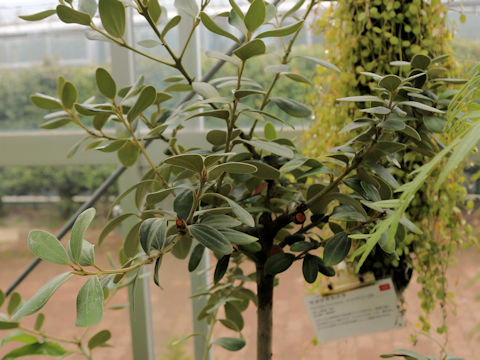 Cinnamomum daphnoides