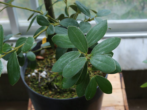 Cinnamomum daphnoides