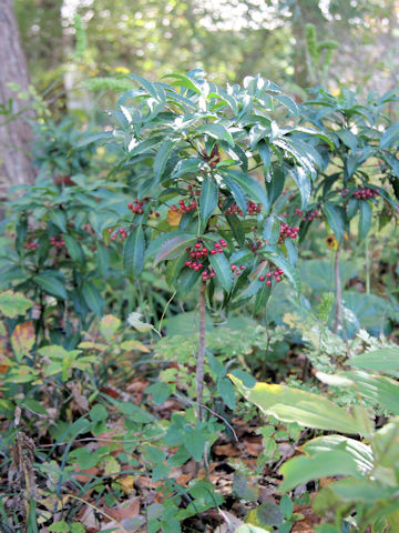 Ardisia crenata