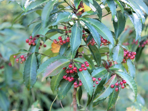 Ardisia crenata