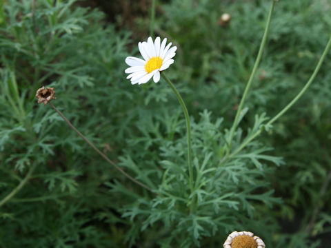 Chrysanthemum frutescens cv.