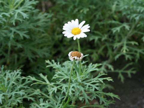 Chrysanthemum frutescens cv.