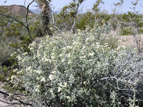 Parthenium incanum