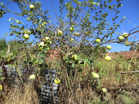 Cydonia oblonga