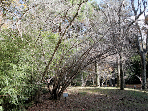 Disanthus cercidifolius