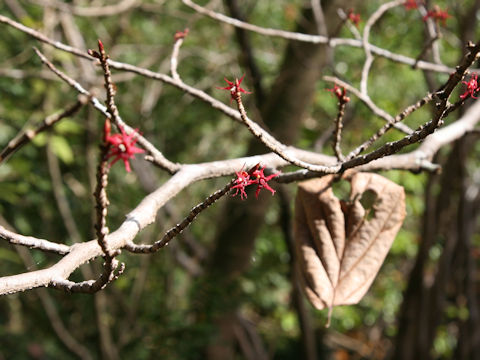 Disanthus cercidifolius