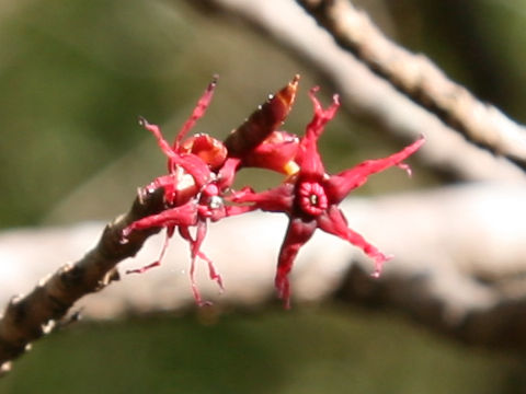 Disanthus cercidifolius