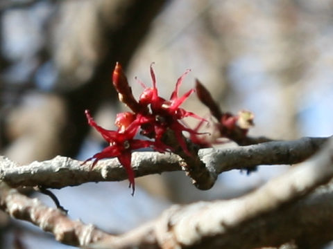 Disanthus cercidifolius