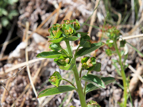 Euphorbia ebracteolara