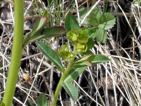 Euphorbia ebracteolara