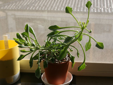 x Senecurio kleiniiformis