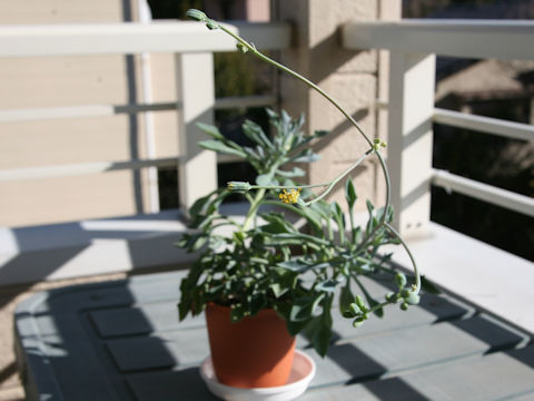 x Senecurio kleiniiformis