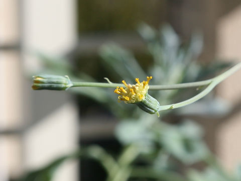 x Senecurio kleiniiformis