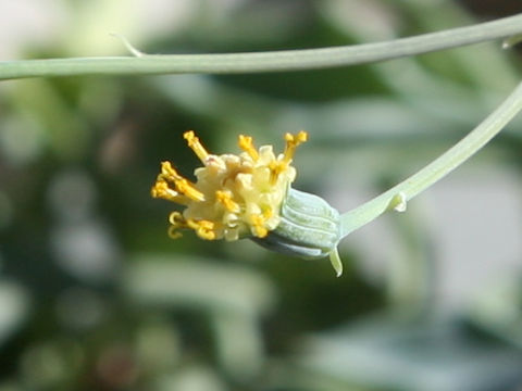 x Senecurio kleiniiformis
