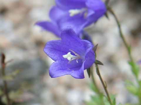 Adenophora coronopifolia