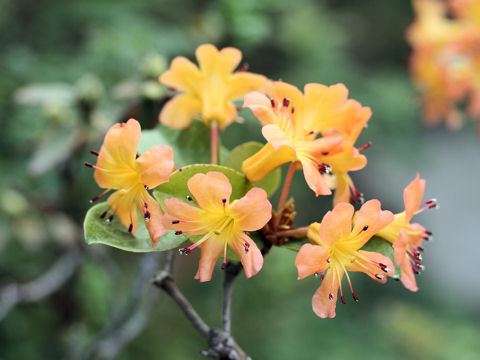 Rhododendron vireya cv. Tropical Summer