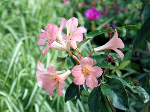 Rhododendron vireya cv. Pink Delight