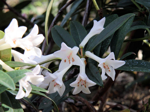 Rhododendron vireya cv. Princess Alexandra