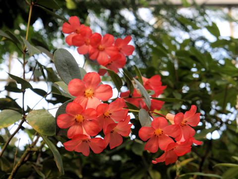 Rhododendron vireya cv.