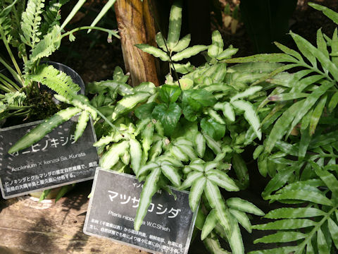 Pteris nipponica