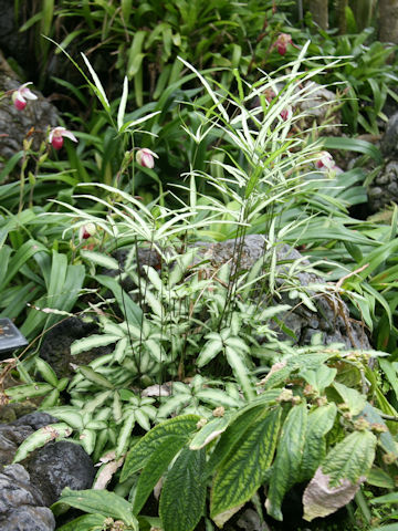 Pteris nipponica