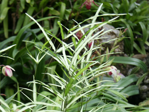 Pteris nipponica
