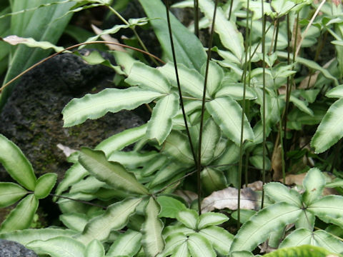 Pteris nipponica