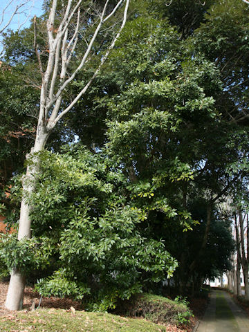 Lithocarpus edulis